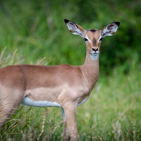 Bosveld Villa Marloth Park Eksteriør billede