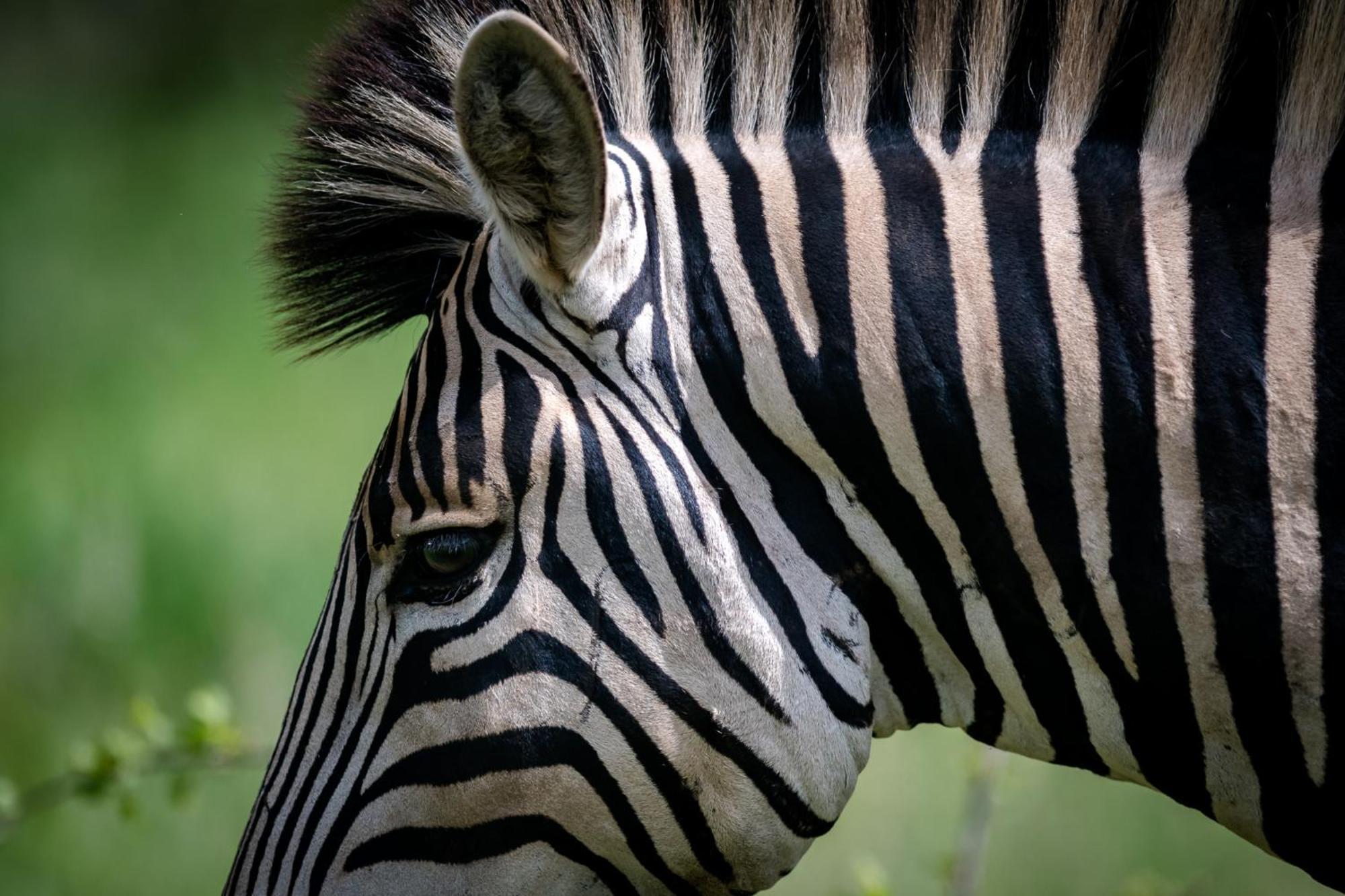 Bosveld Villa Marloth Park Eksteriør billede