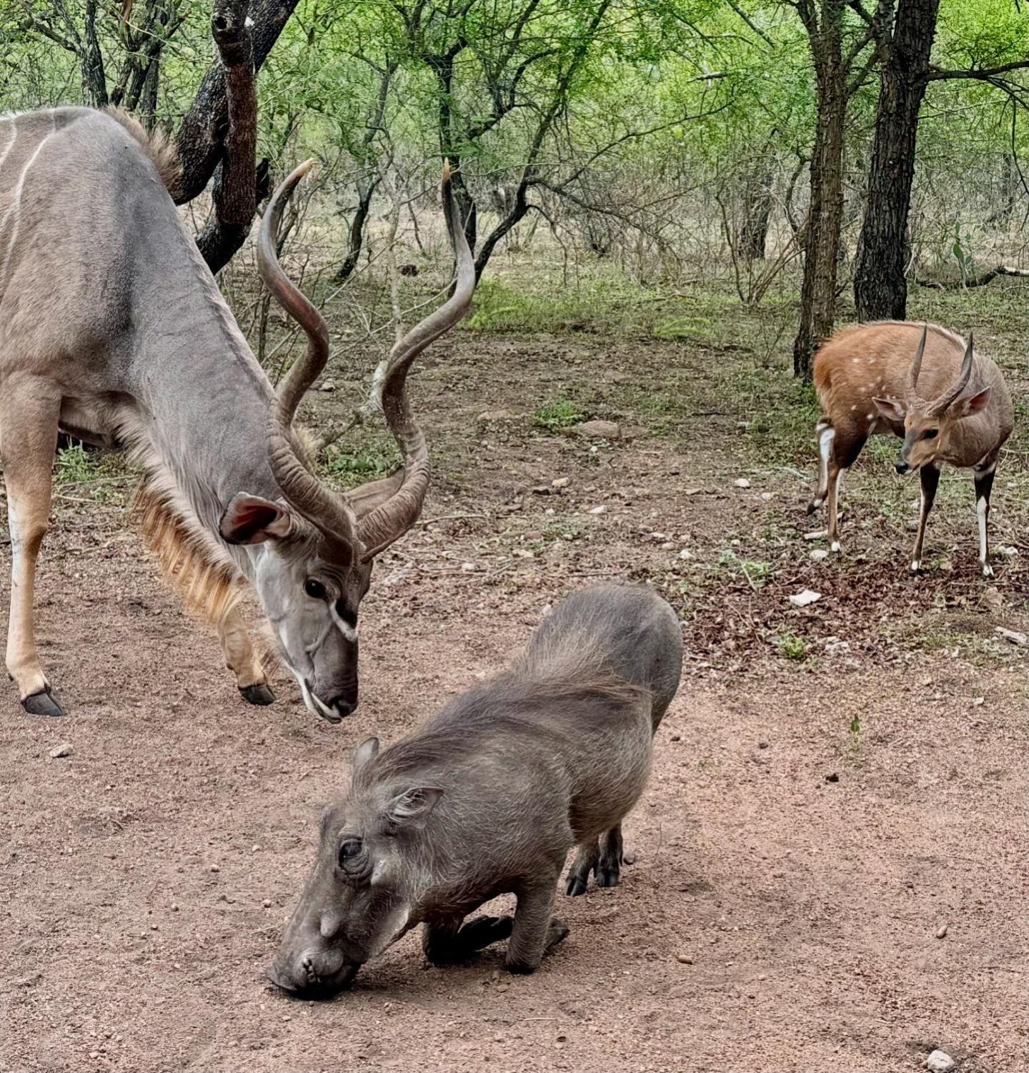 Bosveld Villa Marloth Park Eksteriør billede