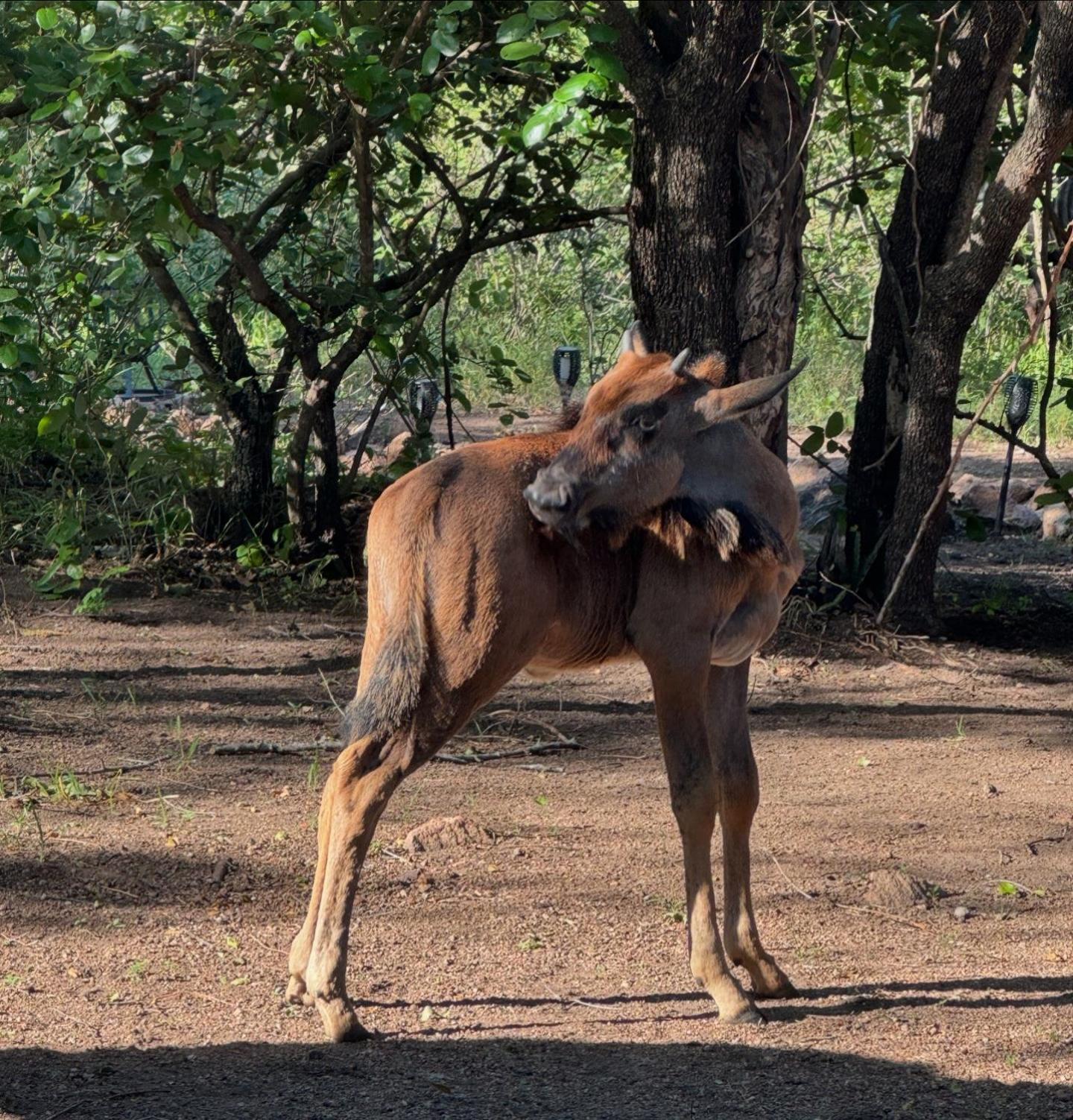 Bosveld Villa Marloth Park Eksteriør billede